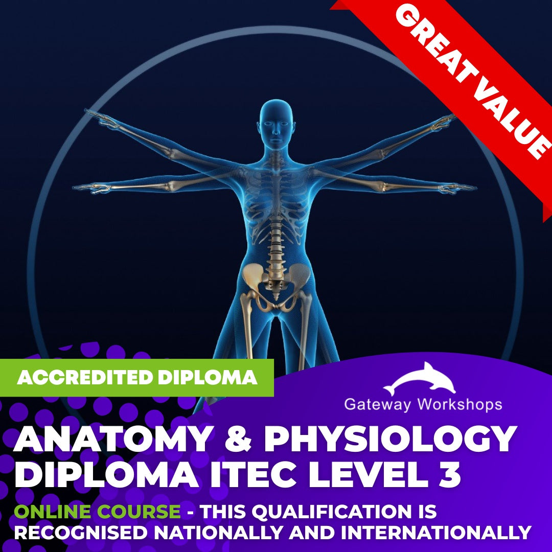 Anatomy & Physiology Diploma ITEC Level 3 - Online Course