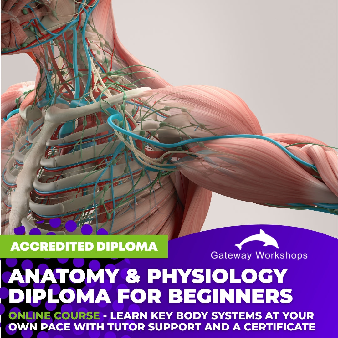 Anatomy & Physiology Diploma for Beginners - Online Course