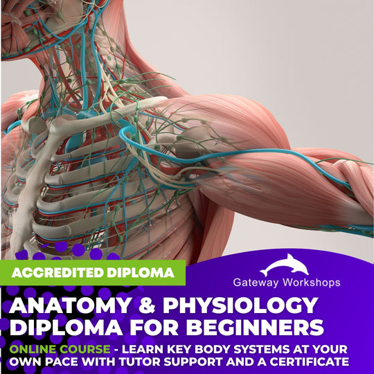 Anatomy & Physiology Diploma for Beginners - Online Course