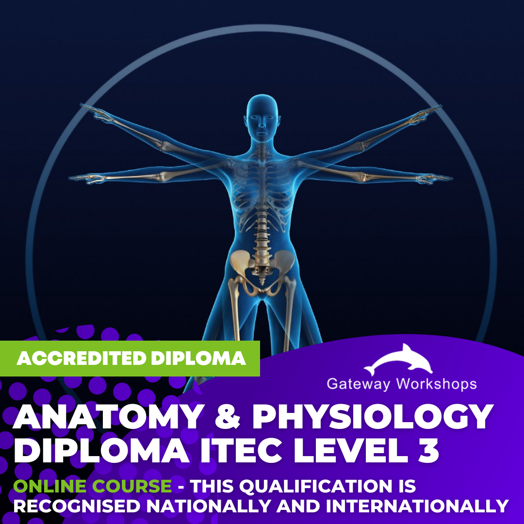 Anatomy & Physiology Diploma ITEC Level 3 - Online Course